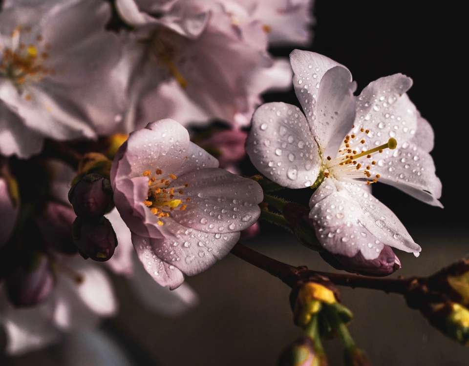 GD_Cherry Blossom